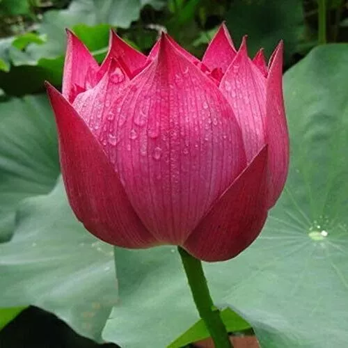 Red Lotus Flower Seeds Beej For Home Aquatic Gardening - 15 Seeds Pack