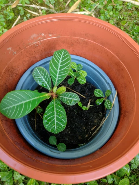 Juwel Von Madagaskar
