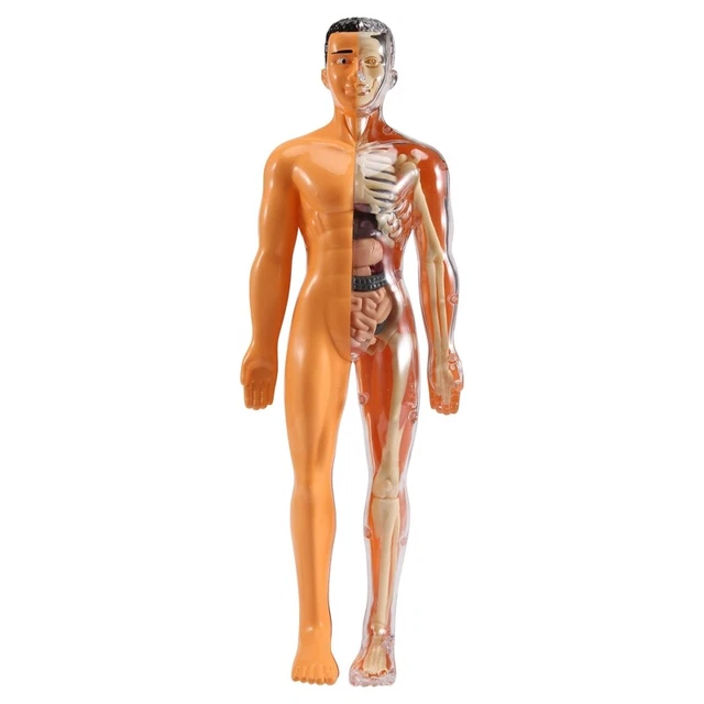 Modello di cervello umano stampato in 3D: replica anatomica, didattica scientifica - Italia