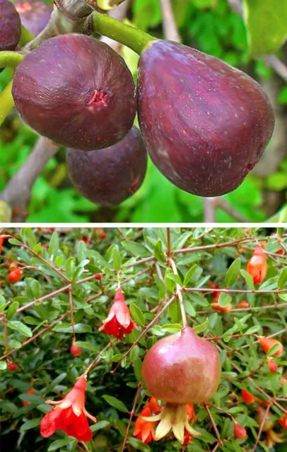 8 Steckhölzer  Feigen & Granatapfelbaum je Sorte 4 x inkl. Bewurzelungspulver