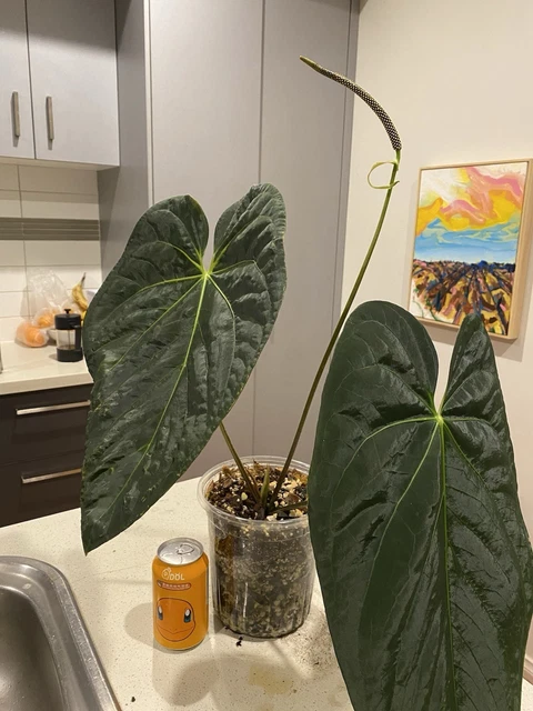 ANTHURIUM BLACK CHERRY F2 $233.90 - PicClick AU