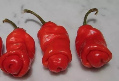 Peter Pepper Red - Chili - 5+ seeds - HOT and TASTY! Ch 148