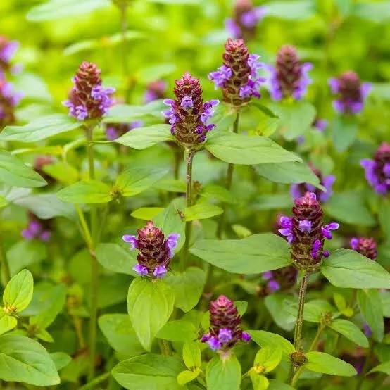 HEAL ALL Prunella Vulgaris 60+seeds Medicinal Herb  Bees Pollinators*FREE POST