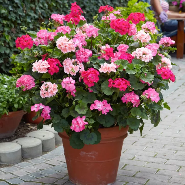 GERANIUM PELARGONIUM ZONALE EN MELANGE 25 Graines