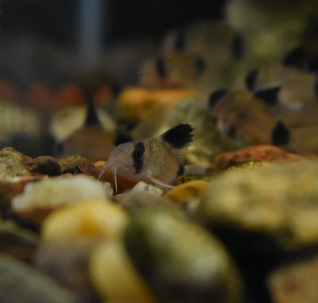 Live 1" Panda Corydora Catfish (Pack of 3 Aquarium Fish) PLS READ DESCR 2