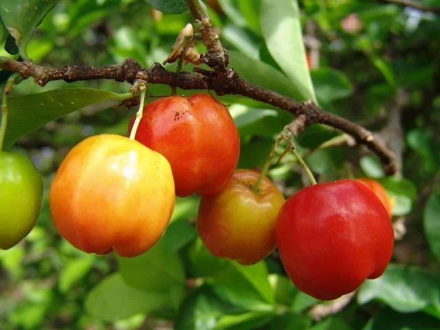 Barbados-Cherry (Sơ-ri Gò Công) Tropical Fruit Trees