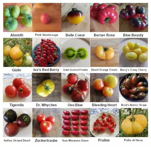 20 Tomatensorten im Tomatensamen -Sortiment-Set A - samenfeste Sorten - XXL-Pack