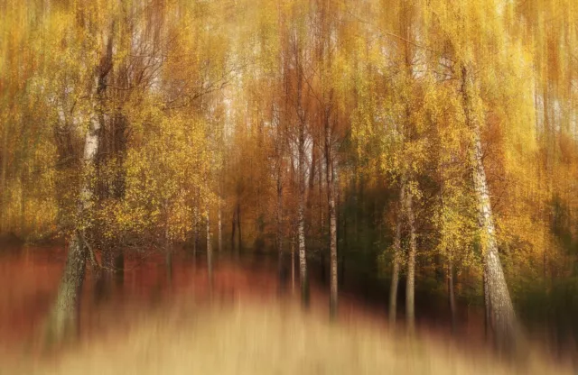 Foto Mural-LAGO FOREST OTOÑO-(7754)-NO TEJIDO-Papel pintado-árboles naturales XXL