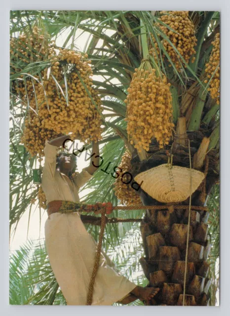 Postcard (P11) Oman Date Picking