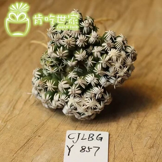 Boutique 6.4~6.7cm Succulent Live Plant Escobaria abdita WYSIWYG Graden