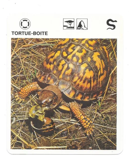 Fiche - Le livre de Paris - 1975 - Tortue-boîte