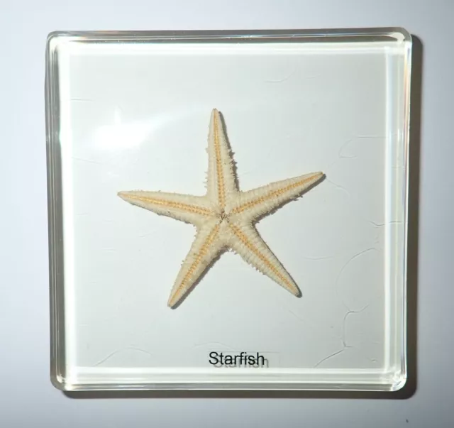 Starfish Flatbottom Seastar in 75x75x10 mm Clear Square Slide Education Specimen 2