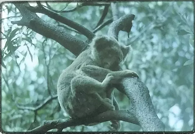 Oswin-Roberts Koala Reserve Phillip Island Australia Jan. 1970 Kodachrome Slide