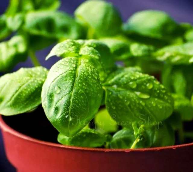 BASIL - ITALIAN GENOVESE 8100 seeds - ROYAL HERB - Ocimum Basilicum HERB 2