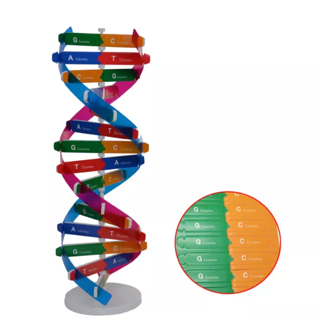 Kit de ADN para niños modelo de molécula genético juguete ciencia biológica