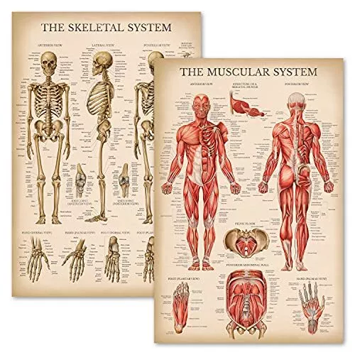 Vintage Muscular & Skeletal System Anatomical Chart Set - Human Skeleton & Muscl