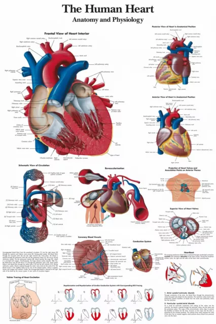 Human Heart Medical Diagram Chart Informational Anatomy Print Premium Poster 2