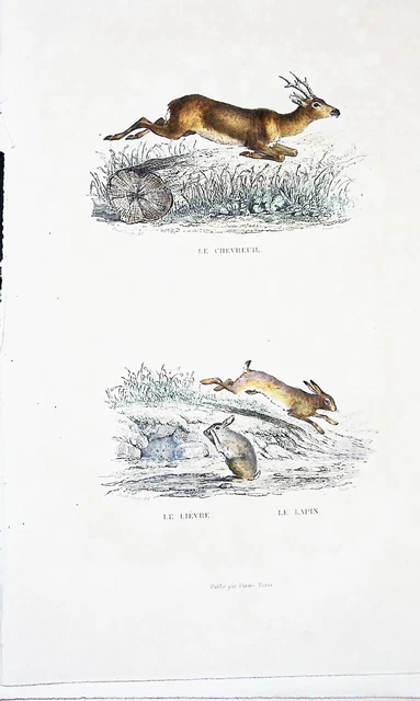 Lithographie Colorise Ma L Main  Tire De Buffon 1834 Le Chevreuil Et Le Lievre
