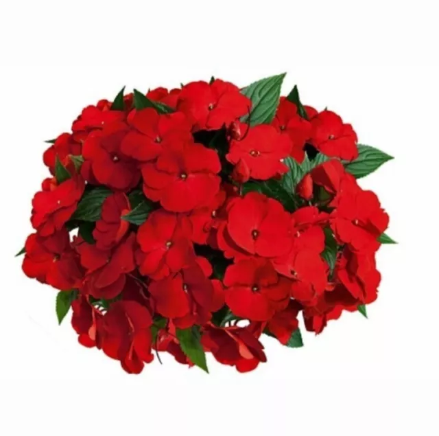 New guinea plug plants impatiens hawkeri red flowers garden pot border pack of 3