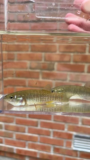 6x MUMMICHOGS live native killifish brackish minnow aquarium *PLS READ DESCR*