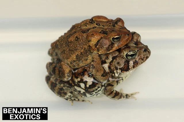 5+ Live Tadpoles Captive Bred Southern Toad (Anaxyrus terrestris)