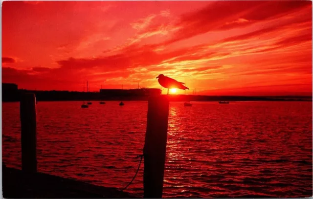 Seagull Setting Sun Scenic New England Coastline Postcard UNP VTG Unused Vintage