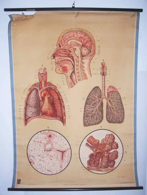 Alte Rollkarte Schulkarte Atmungsorgane Lunge Anatomie um 1930 HMD deko