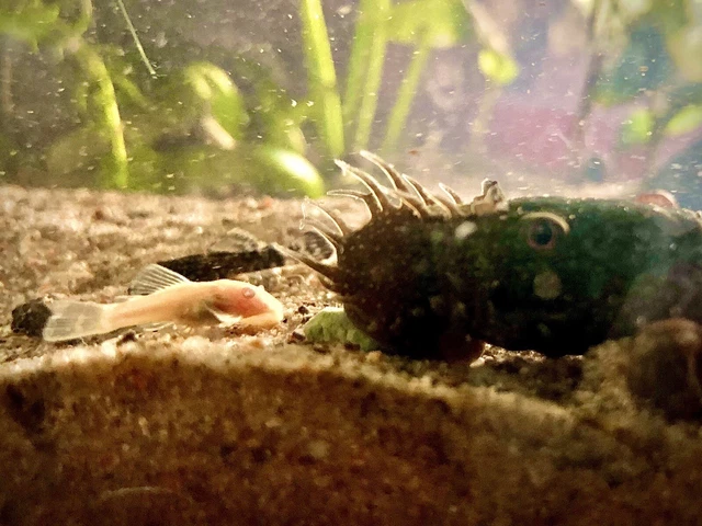 3 Juvenile Albino Bristlenose plecos 1in+, Hypostomus plecostomus catfish