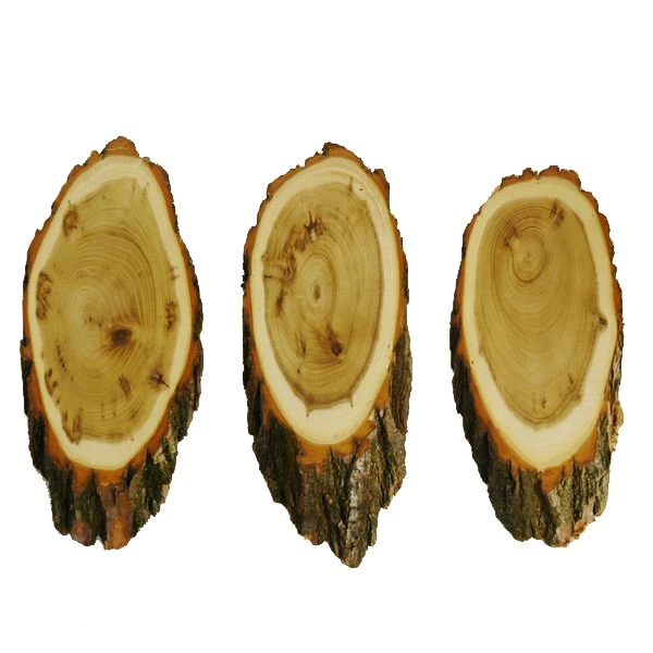 3 Pieza Ciervo Escudo de Trofeo Acacia Grande Corzo Cornamenta Baumscheibe