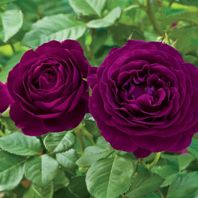 Twilight Zone-Deep Purple Blooms, Fragrant -Floribunda Bush Rose  3 Lit pot