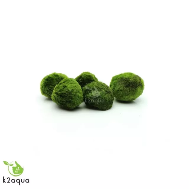 5 MARIMO MOSS BALLS (2-3cm) Cladophora live aquarium plant fish tank shrimp nano