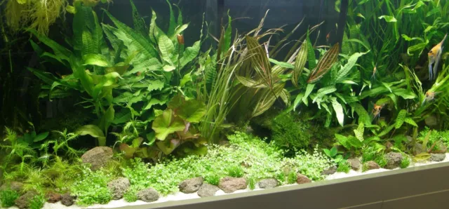 PREMIUM WASSERPFLANZEN - SORTIMENT FÜR 400 L AQUARIUM, Aquarienpflanzen