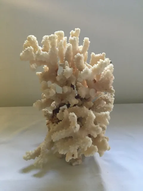 All Natural Coral Real Reef Beach Decor decoration Aqua Sustainable 6 x 7 x 7
