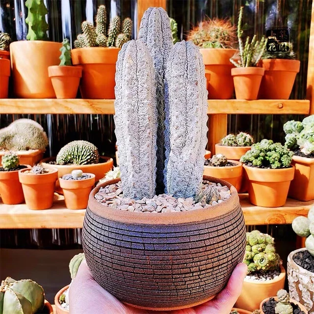 10cmAbdelkuri Balfour Fil Succulent Cactus Live Plant Euphorbia  WhiteRootless