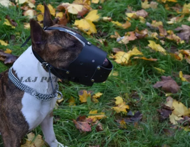 Museau canin en cuir solide pour Bull Terrier et autres museau similaires