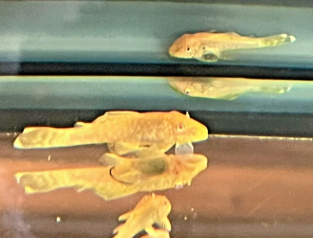 Albino Bristle Nose Pleco  1.5 - 2 Inch Tropical Aquarium Fish From Breeder
