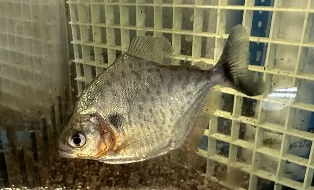 Muda Piranha 3-3.5” -Live Freshwater Tropical Aquarium Fish