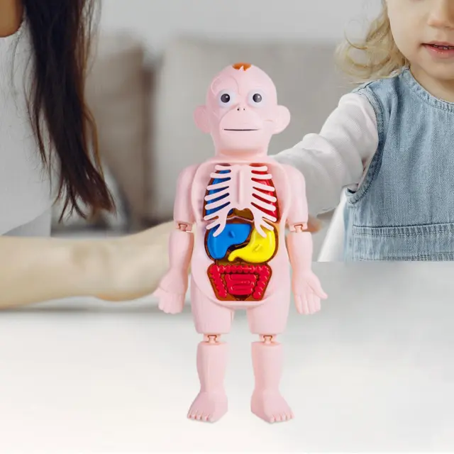 Human Body Puzzle Teaching Play Set DIY Toy Realistic Teaching Tool for Children