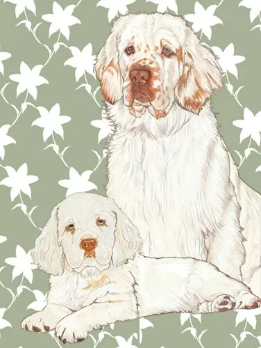 Clumber Spaniel Blank Note Card