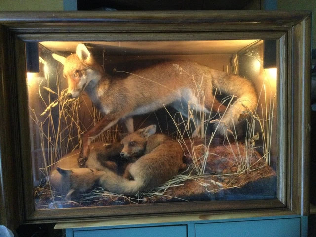 Crâne Taxidermie – Cabinet De Curiosités – Livraison 48h – France