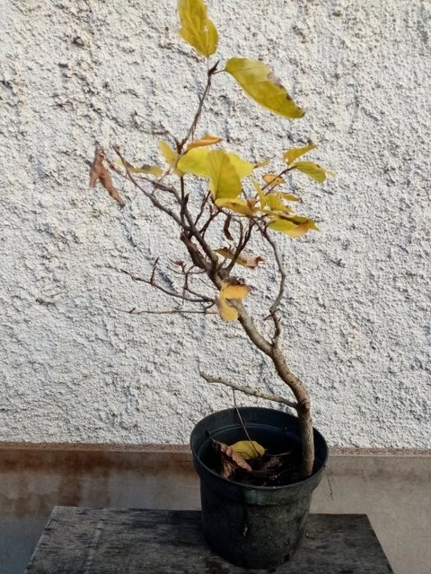 Bonsai - Pré bonsai hêtre