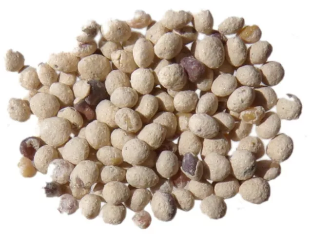 Micro-Trèfle Pipolina Enrobé (crème) - Trifolium Repens - Micro-Clover - SEM05