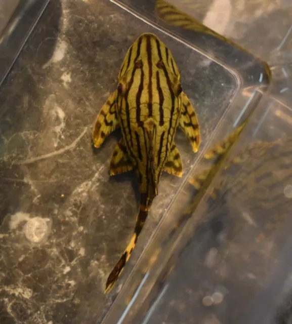 Live Royal Panaque Pleco L191 (3" Freshwater Aquarium Fish) PLS READ DESCR