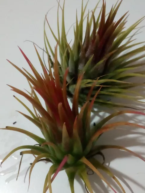 Tillandsia Ionantha Var Ionantha Plantes Collection Carnation D'Air 5 CM Approx.