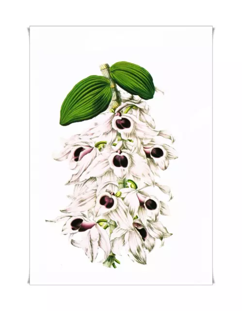 Vintage Botanical Print  Book Plate. Flower - Orchid Dendrobium 1912 P16