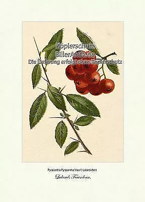 Lalands Feuerdorn Pyracantha Zierpflanze Rosengewächse Vilmorin A4 320