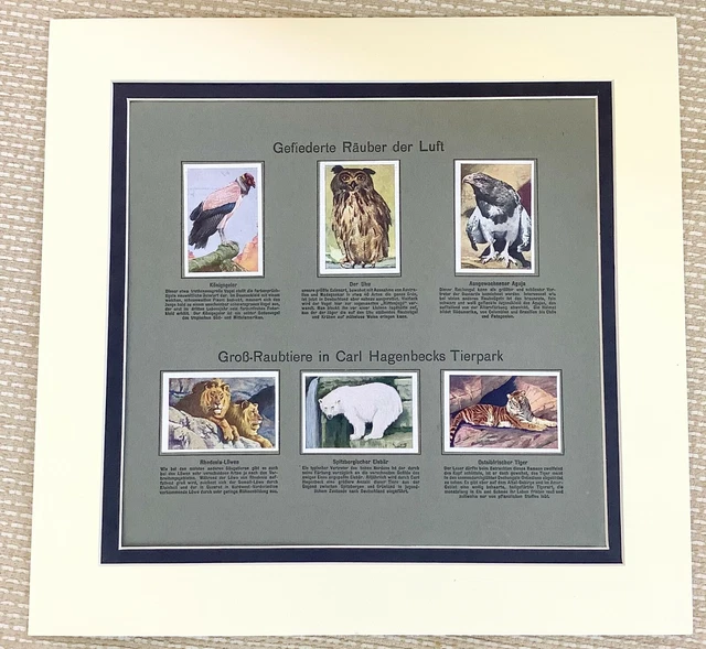1928 Vintage Alemán Cigarrillo Tarjetas Animales Búho Águila Polar Oso León Arte