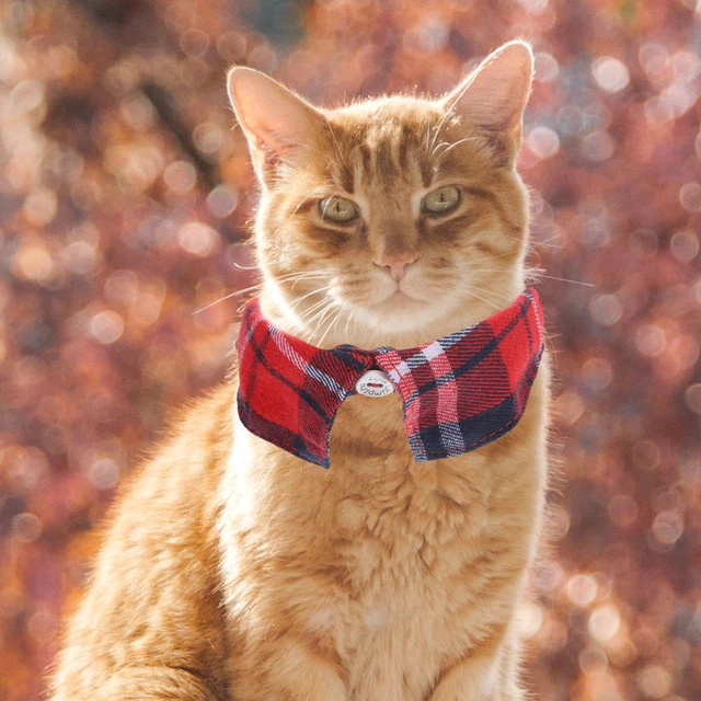 Collari per gatti per ragazze dolce collare per gatti griglia animale domestico