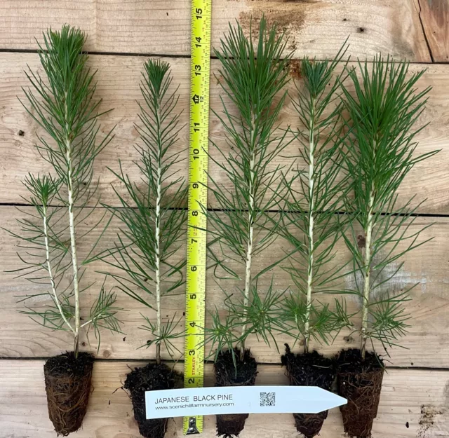 Three Japanese Black Pine - 8"- 14" Tall Seedlings - Great Bonsai or Shade Tree