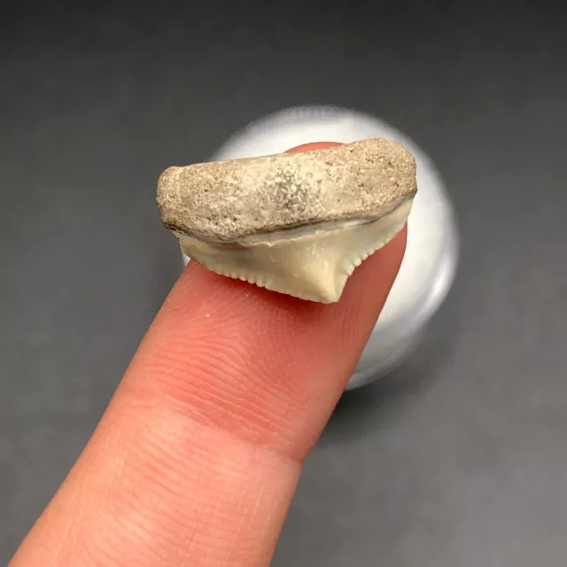 Gorgeous Tiny Venice FL Posterior Megalodon Shark Tooth Fossil Sharks Ocean Gem